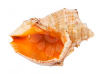 empty conch of rapana isolated on white background