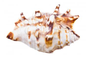 seashell of sea snail isolated on white background