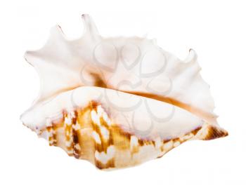 empty seashell of sea snail isolated on white background