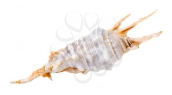 blue conch of murex snail isolated on white background