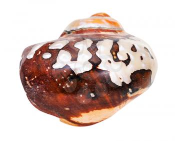 shell of nautilus mollusc isolated on white background