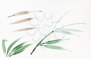 sketch of leaves of reed hand-drawn by watercolor on white paper in sumi-e (suibokuga) style