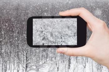 travel concept - tourist photographs of snow-covered oak grove in forest in winter on smartphone in Moscow, Russia