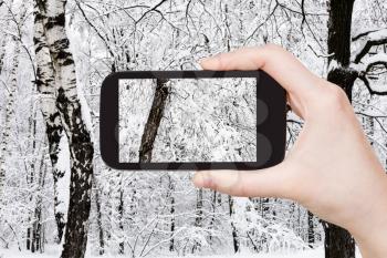 travel concept - tourist photographs of snow-covered old birch tree in snowy forest in overcast winter day on smartphone in Moscow, Russia