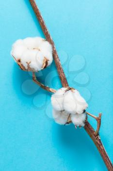 natural dried branch of cotton plant on turquoise blue pastel paper background