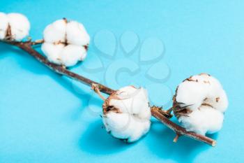 natural ripe twig of cotton plant on turquoise blue pastel paper background