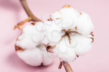ripe bolls with cottonwool close up on cotton twig on pink pastel paper background