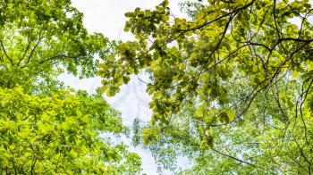 natural background - panoramic view of green branch of common oak tree in forest in summer (focus of the oak leaves)