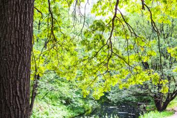 natural background - green branches of oak tree illuminated by sun over forest river in city park in summer day (focus of the oak leaves)