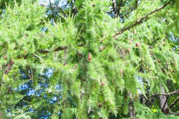 green branch of larch tree with cones in forest in summer day