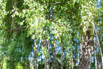 green foliage of birch tree in birch grove in forest in sunny summer day