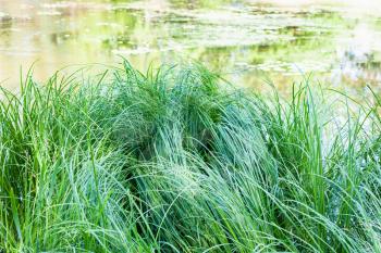 green sedge grass on riverbank in sunny summer day