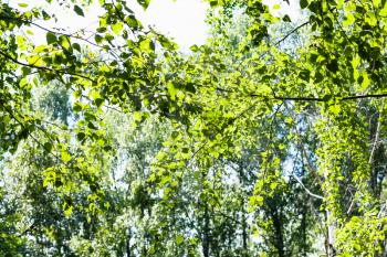 natural background - green foliage of poplar tree in forest in summer (focus of the poplar leaves)