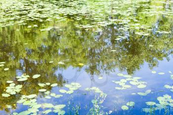 pond overgrown by yellow water-lily leaves in forest in sunny summer day