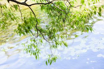green branch of willow tree over forest pond in summer day
