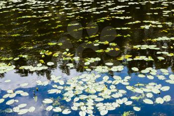 yellow water-lily leaves in dark water of small forest river in forest in sunny summer day