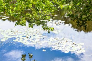 green branches of maple ash tree over forest pond overgrown by water lily with reflections of blue sky and white clouds in water surface in summer day