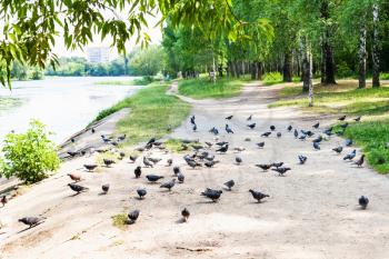 many pigeons on path along small river in city park in sunny summer day