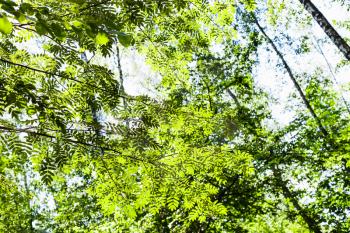 natural background - green foliage of rowan tree illuminated by sun in forest in summer