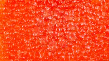 food background - panoramic view of surface of salted russian red caviar from pink salmon fish