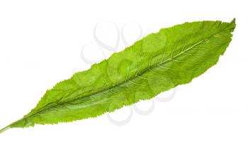 fresh green leaf of horseradish plant isolated on white background