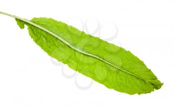 back side of fresh green leaf of horseradish plant isolated on white background