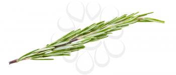 separate twig of fresh rosemary herb isolated on white background