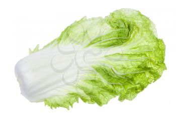 back side of fresh green leaf of Napa cabbage isolated on white background