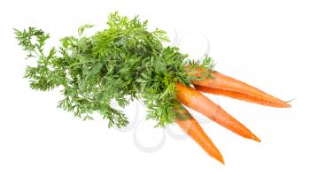 bunch of fresh organic garden carrot with greens isolated on white background