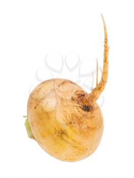 single root of fresh organic yellow turnip isolated on white background