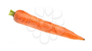 single fresh organic garden carrot isolated on white background