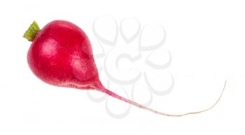 single root of organic red radish isolated on white background