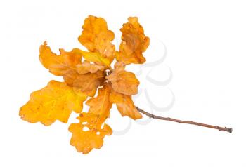 twig with yellow and brown oak leaves in autumn isolated on white background