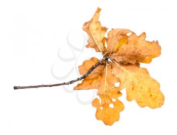 branch with yellow and brown oak leaves in autumn isolated on white background