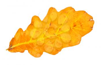 fallen yellow and brown oak leaf isolated on white background