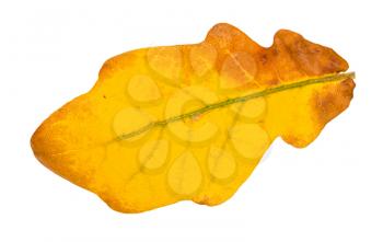 fallen yellow oak leaf isolated on white background
