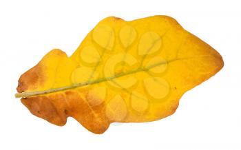 back side of fallen yellow oak leaf isolated on white background
