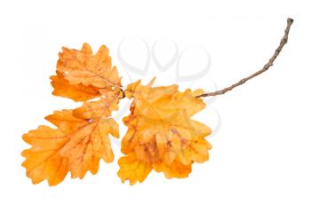 branch with orange oak leaves in autumn isolated on white background