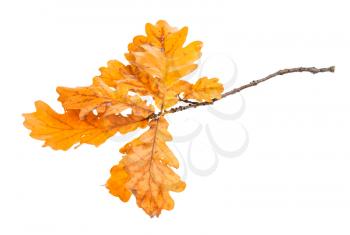twig with orange oak leaves in autumn isolated on white background