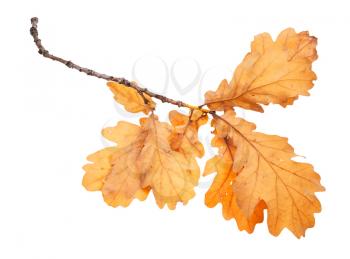 branch with brown oak leaves in autumn isolated on white background