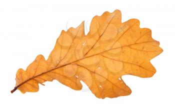 back side of fallen brown oak leaf isolated on white background