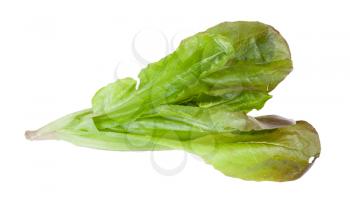 twig of fresh green Romaine lettuce isolated on white background