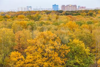 yellow city park and residential district on horizon on overcast autumn day