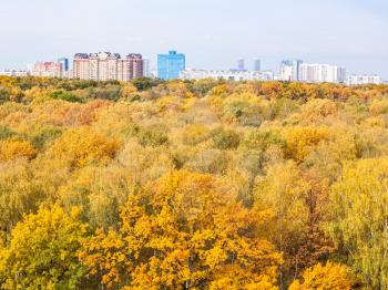 yellow city park and urban houses on horizon on sunny autumn day
