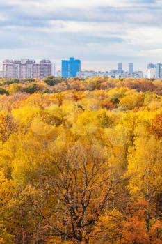 vertical view of colorful city park in sunny autumn morning
