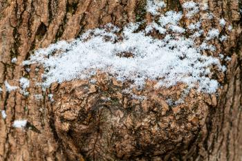 the first snow on trunk of old ash tree close up in city park on autumn day