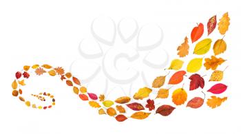 collage from many natural autumn leaves - spiral pattern from fallen leaves isolated on white background