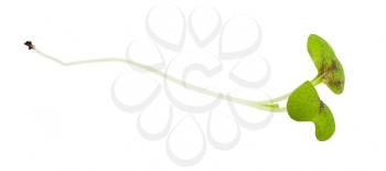 twig of fresh green mustard cress isolated on white background
