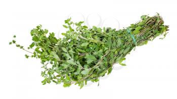 bunch of fresh marjoram (Origanum majorana) twigs with buds isolated on white background