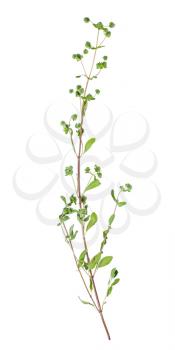 twig with buds of fresh marjoram (Origanum majorana) herb isolated on white background